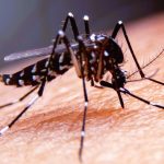 Demam Berdarah Dengue : Gejala, Pencegahan dan Pengobatan